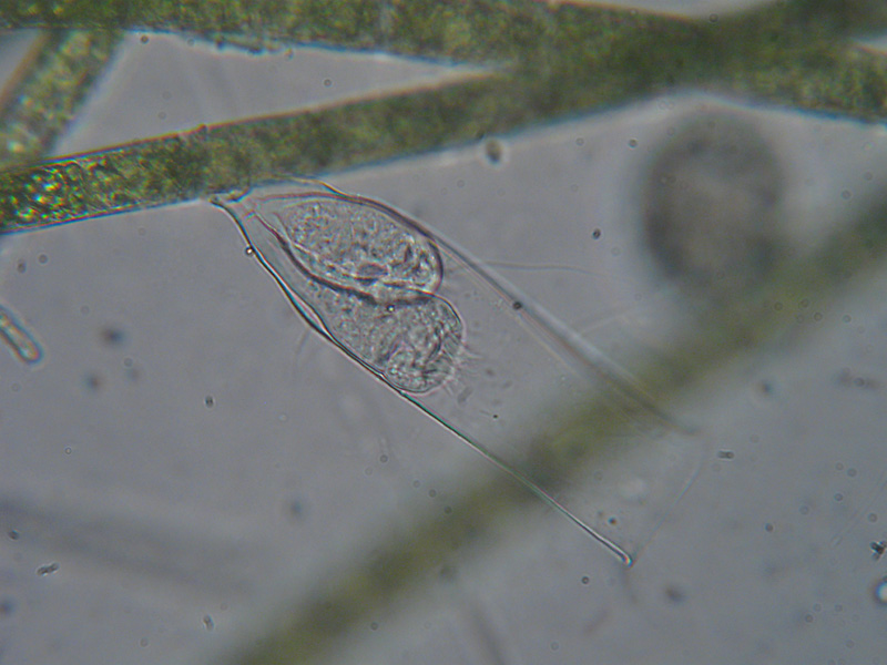 Vaginicola subcrystallina